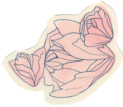 Two hand-drawn pink roses