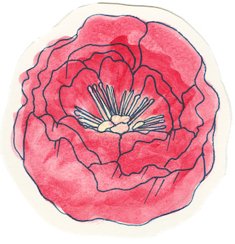 Hand-drawn red rose