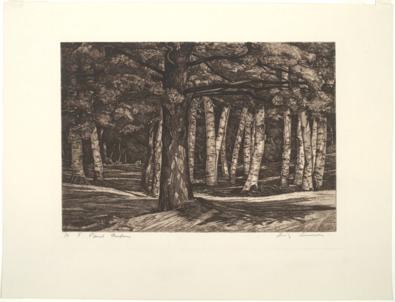 The Pine in the Birches