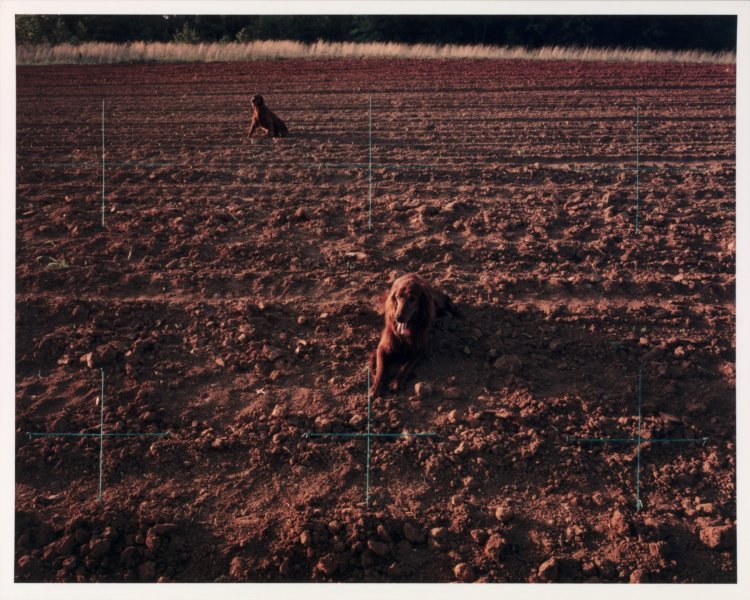 Red Setters in Red Field, Charlotte, North Carolina from the series Altered Landscapes