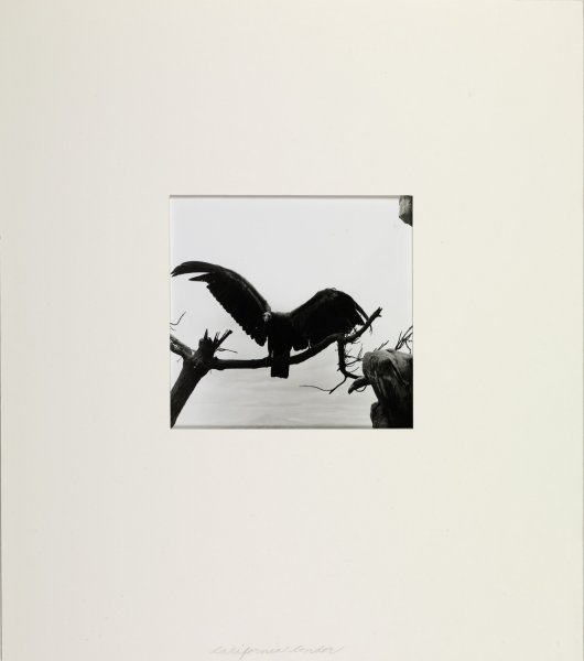 California Condor from Dioramas portfolio