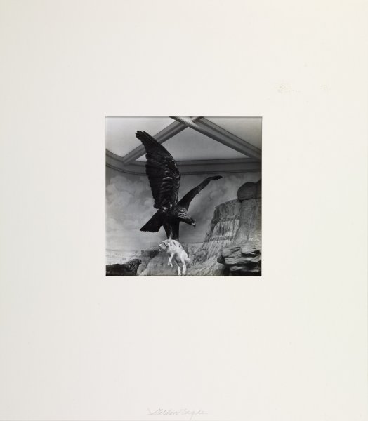 Golden Eagle from Dioramas portfolio