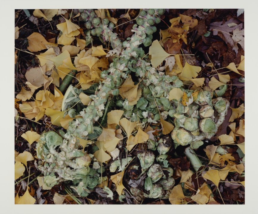 11/6/94 from The Very Rich Hours of a Compost Pile (brussel sprouts &amp; ginko leaves)