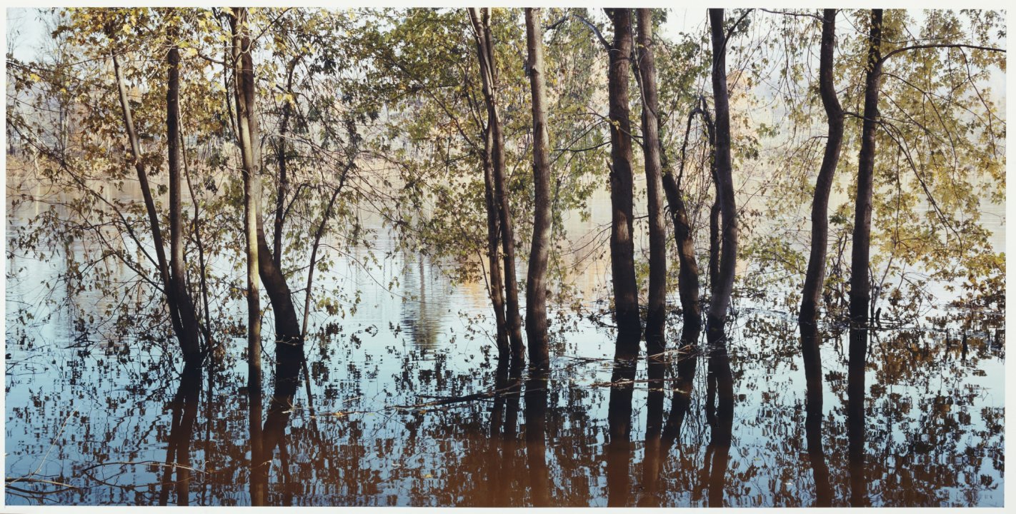 Flooded Trees, Nichols, NY from the series Luminous River