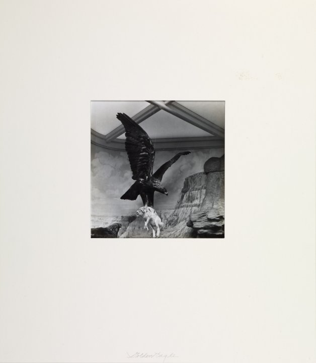 Golden Eagle from Dioramas portfolio