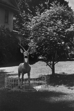 Deer with Fence a/k/a Plastic Deer in Fence from Forty Portfolio