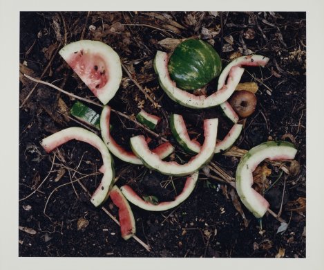8/31/93 from The Very Rich Hours of a Compost Pile (watermelon rinds)