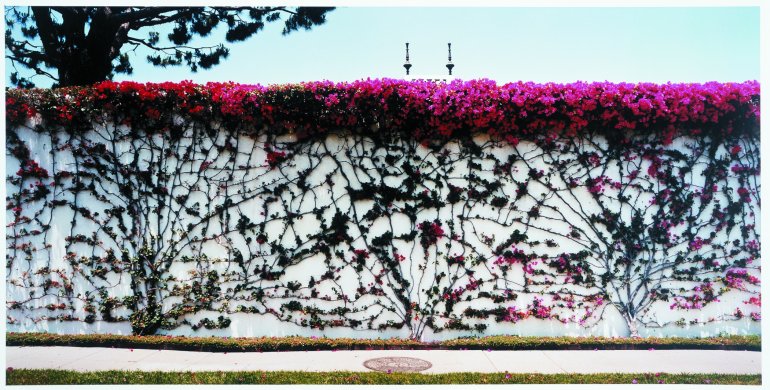 Wall with Bougainvillea, Los Feliz, CA from the series Extreme Horticulture