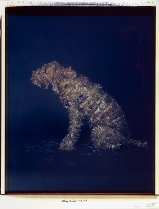 William Wegman&#039;s Sitting Airedale with Tale, 1981
